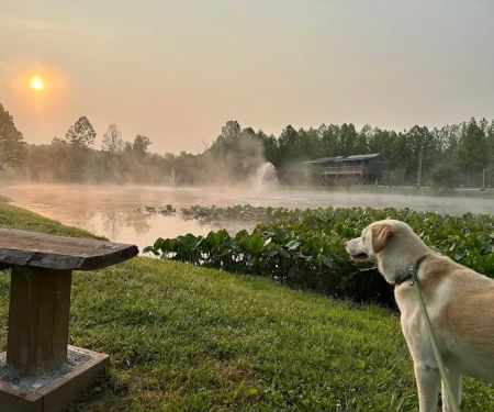 Sheltowee RV Park & Cabins