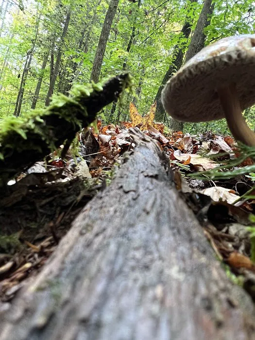 Boone Valley Camping 9