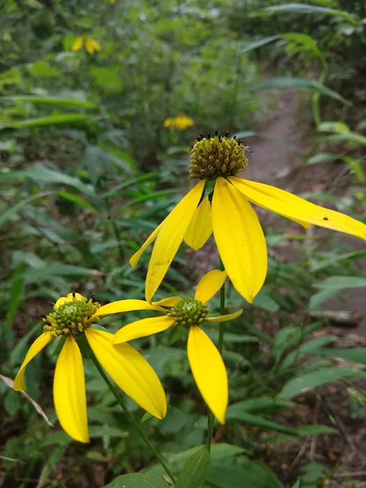 Bee Rock / Rockcastle Rapids Trail Head 1