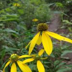 Bee Rock / Rockcastle Rapids Trail Head