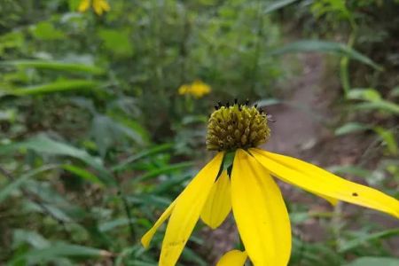 Bee Rock / Rockcastle Rapids Trail Head
