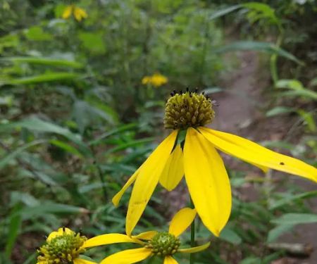 Bee Rock / Rockcastle Rapids Trail Head