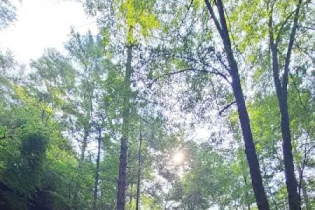 Copperas Creek Canoe Launch