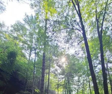 Copperas Creek Canoe Launch