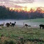 Tapestry Acres