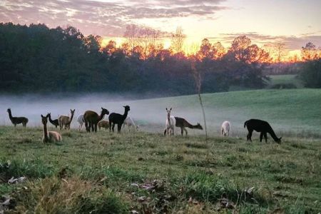 Tapestry Acres