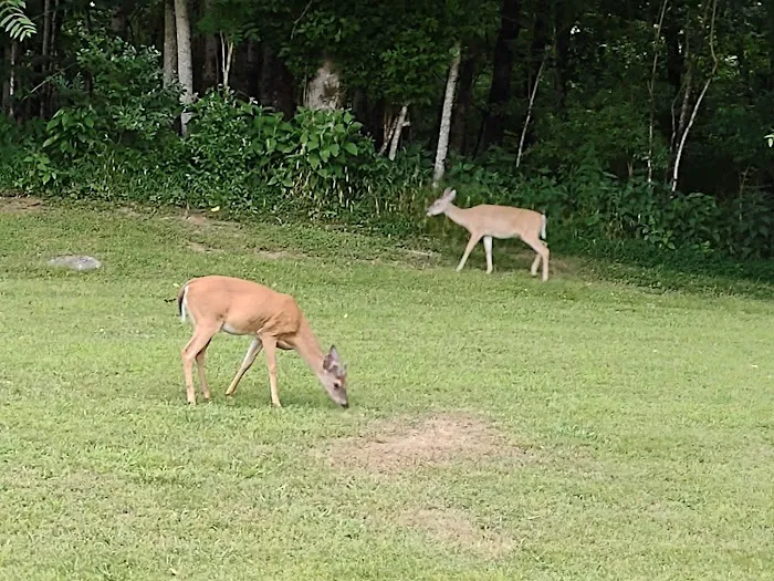 Salt Lick Creek Campground 7