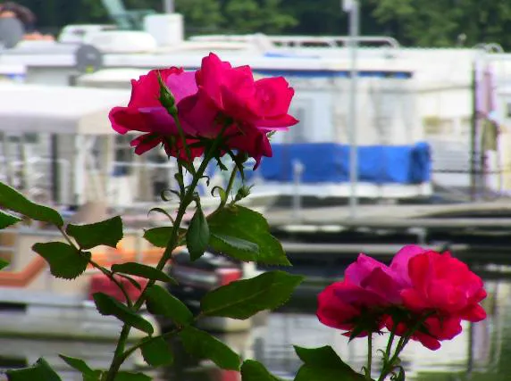 Shady Cove Resort, Marina & Campground LLC 1