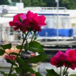 Shady Cove Resort, Marina & Campground LLC