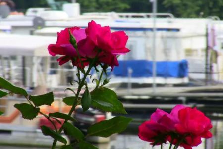 Shady Cove Resort, Marina & Campground LLC