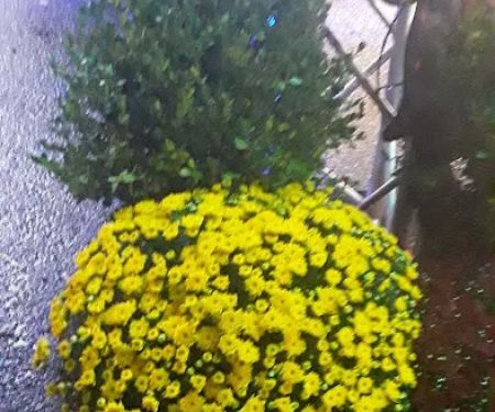 Brannon's Mobile Home Estates