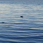 Nathan Bedford State Park Lakeshore Campground