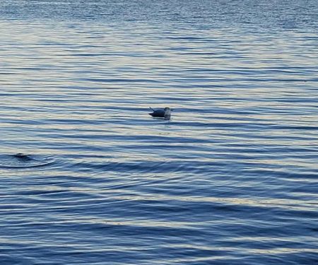 Nathan Bedford State Park Lakeshore Campground