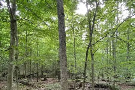 Shawnee Forest Backpacking Trail Camp 4