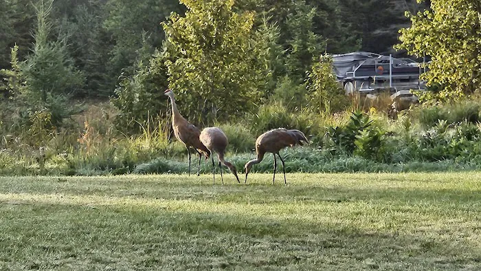 Drummond Island RV Park 8