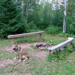 Lone Tree Camp