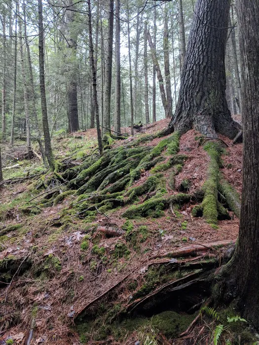 Pine River National Forest Campground 9