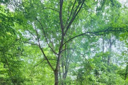 Trothwood Forest
