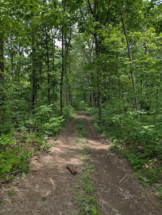 Firefly Forest 2