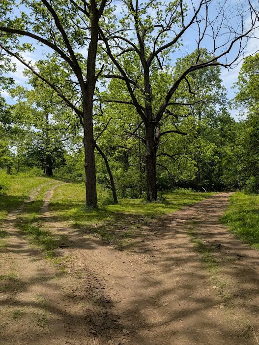 Firefly Forest 4