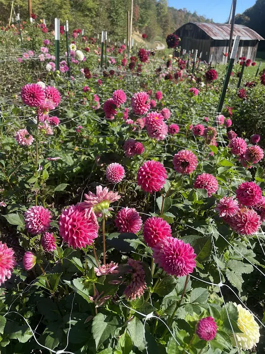 Morning Dew Farm 8