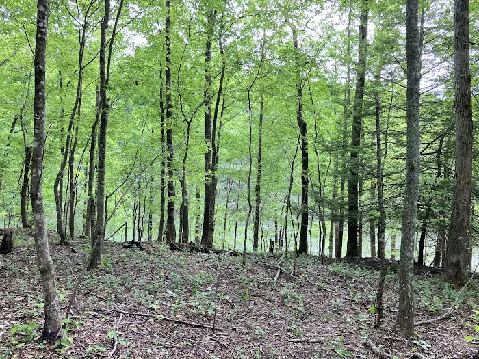 Grove Campground 8