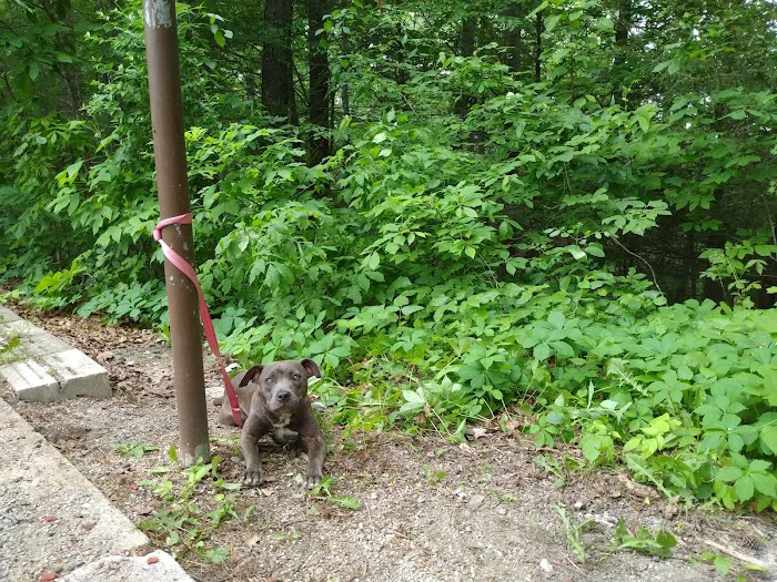 Little Lick Campground 6