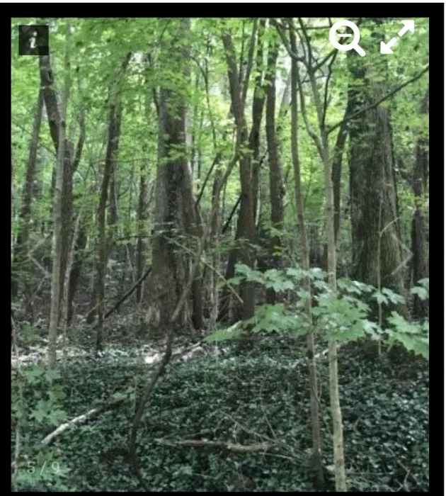 Nettlecarrier Creek Camp 1