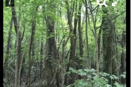 Nettlecarrier Creek Camp