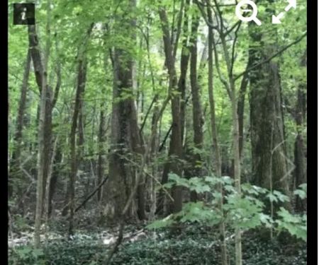 Nettlecarrier Creek Camp