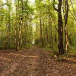 Belle and Beau Acres