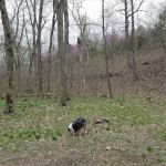 Turkey Pen Hollow Backpack Camp