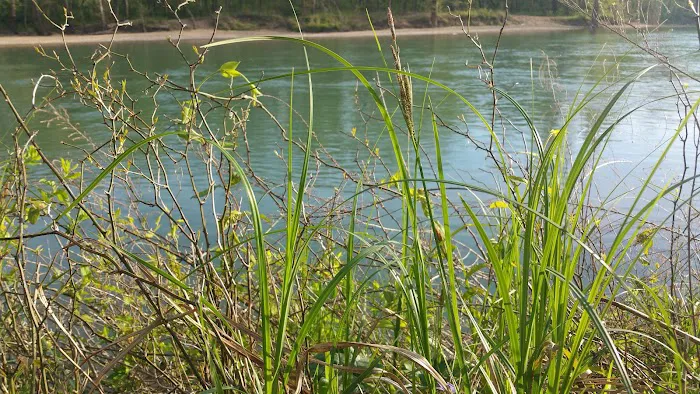 Deer Leap Campground 7
