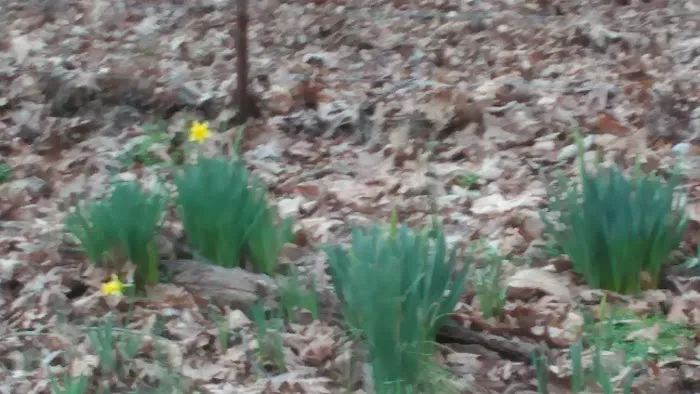 Rocky Creek Campground 4