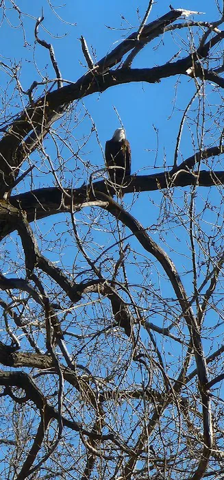 Cottonwood Campground 1