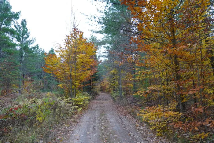 Pine Grove State Forest Campground 7