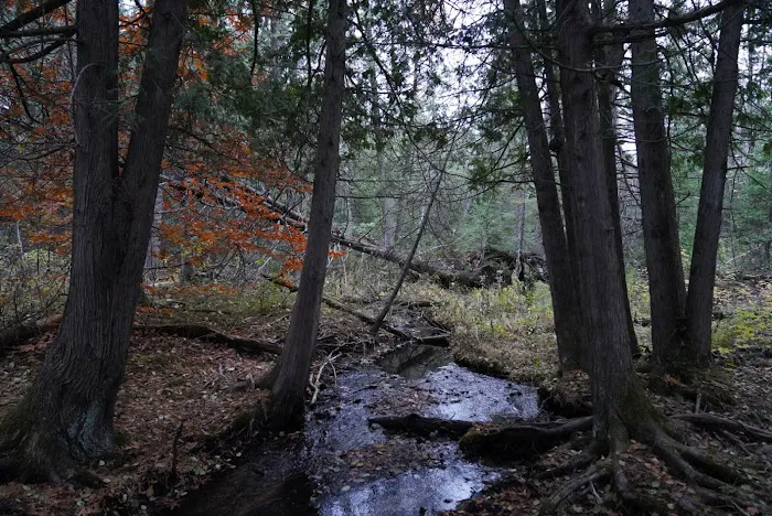 Pine Grove State Forest Campground 6
