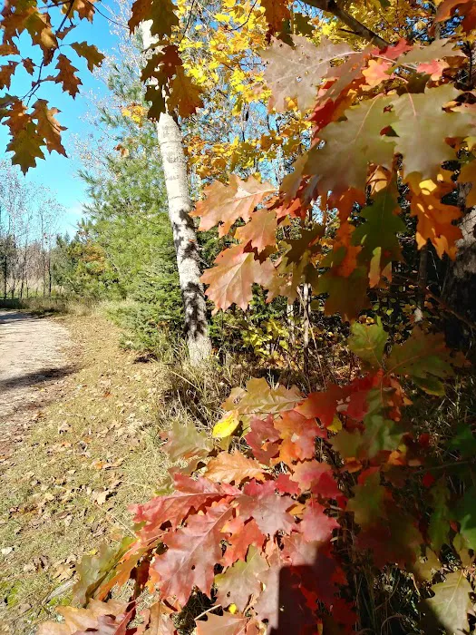 Haakwood State Forest Campground 4