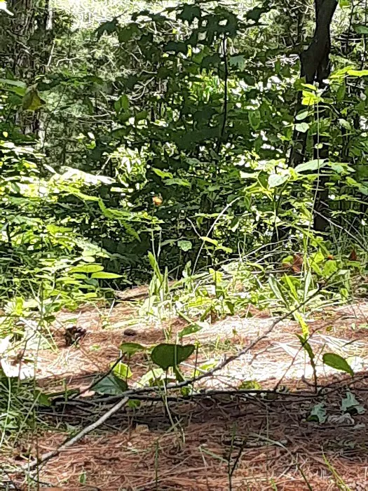 Weber Lake State Forest Campground 7