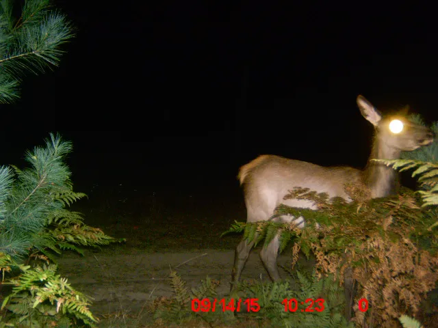 Elkwood Campground 9