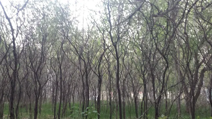 Evergreen Village 6