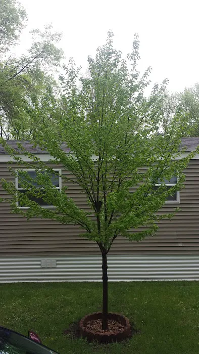 Evergreen Village 3