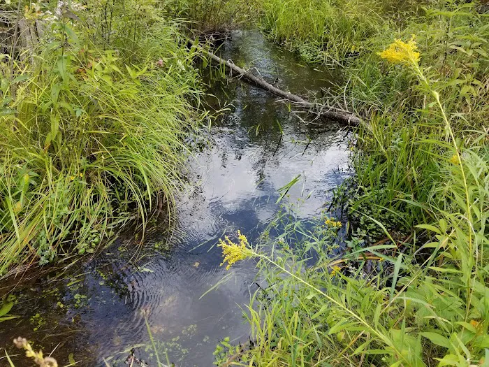 Pinney Bridge State Forest Campground 9