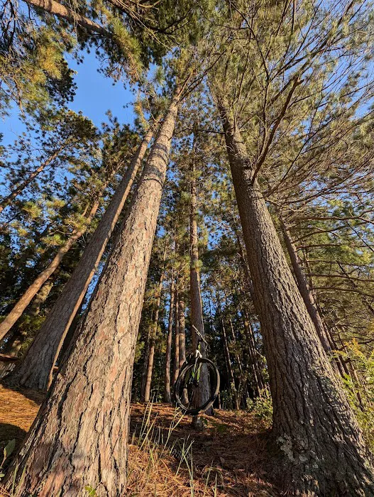 Round Lake State Forest Campground 8
