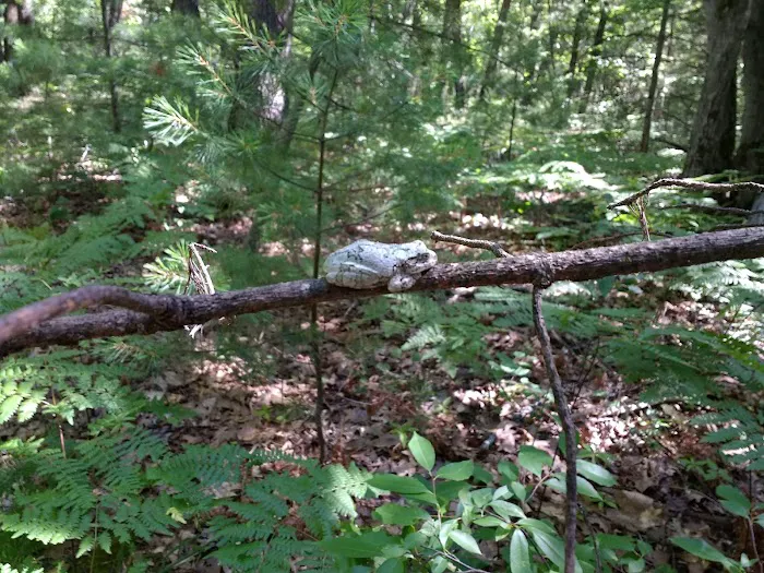 Jackson Lake State Forest Campground 7