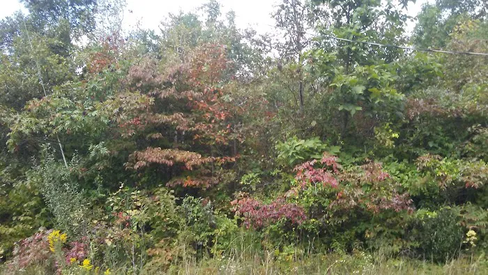 Vinton Furnace State Forest Hunters Camp 8