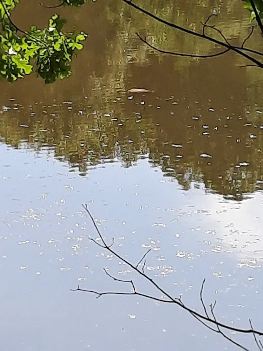 Davlin Lake 7