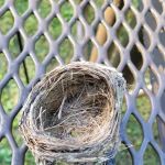 Gays Creek Campground