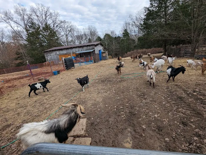 Sacred Dog Ranch Glamping 3