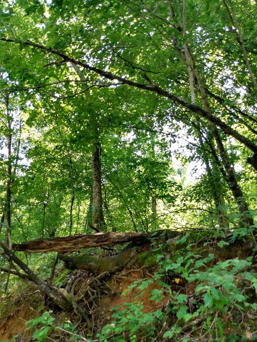Buffalo Creek Campground 4